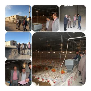 بازدید رئیس سازمان جهادکشاورزی استان یزد از واحد پرورش مرغ گوشتی