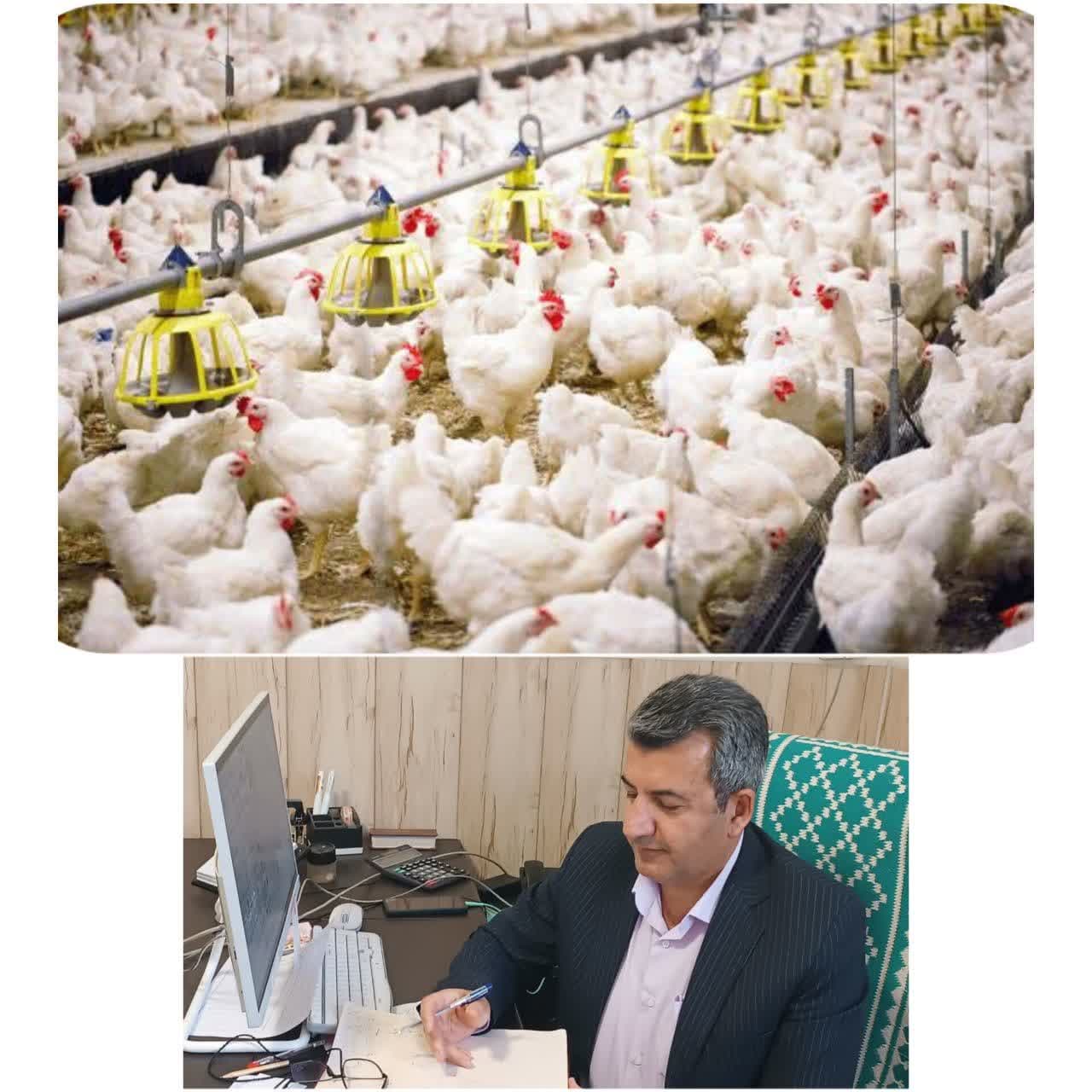 ظرفیت تولید سالیانه بیش از ۶۵ هزار تن گوشت مرغ در استان یزد
