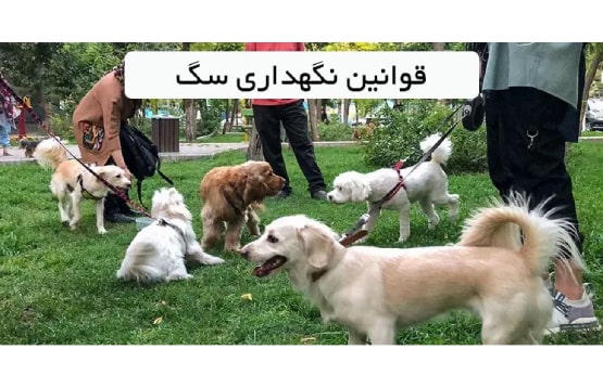 قوانین نگهداری سگ آپارتمانی در ایران