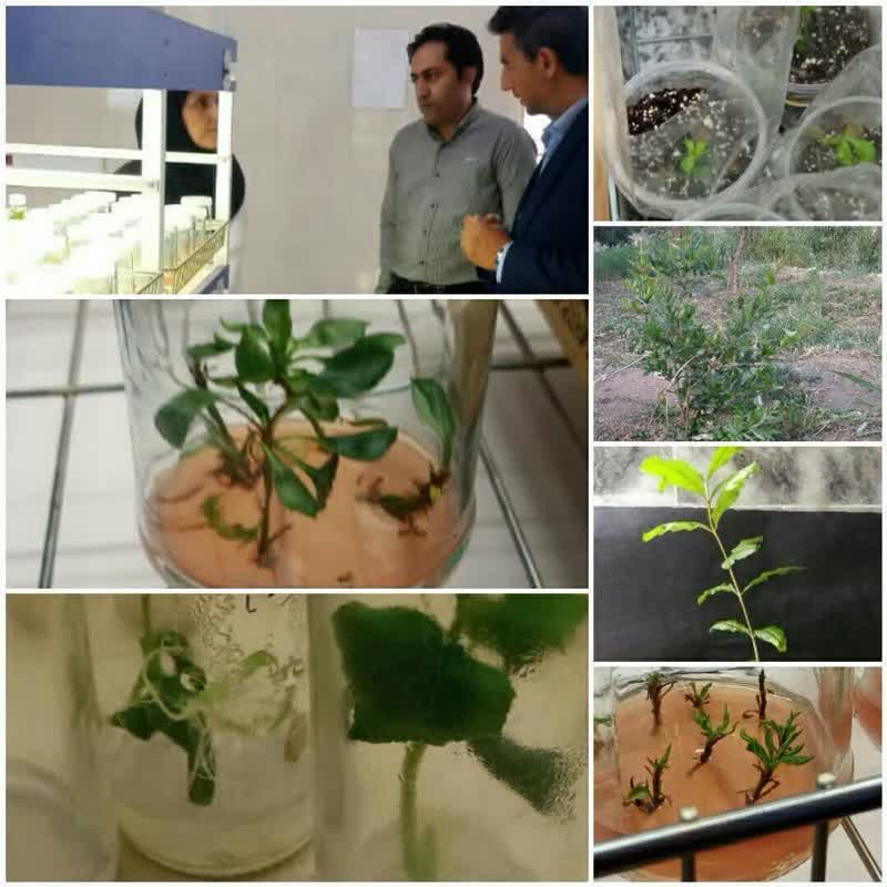 تولید انبوه گیاهان همسان توسط واحد دانش بنیان در یزد