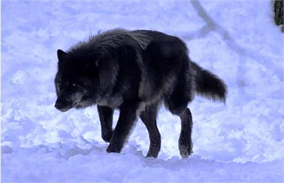 گرگ ها در برف خلخال به خیابان آمدند+فیلم