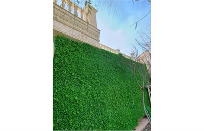 دیوار سبز مصنوعی و طبیعی ، آینده‌ای سبزتر برای جهان