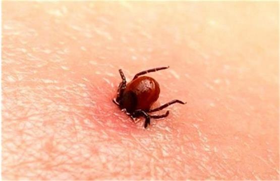 شیوع بیماری مرگبار و تلفات آن در ایران پس از کرونا/علایم تب کریمه کنگو