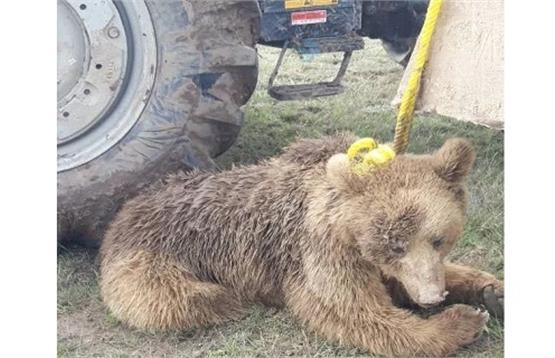 چرا خرس و پلنگ ایرانی کشته می شوند؟/آزار خرس قهوه ای قبل از مرگ/روی آوردن حیوانات به شهرها در اثر تشنگی؟/+فیلم دلخراش